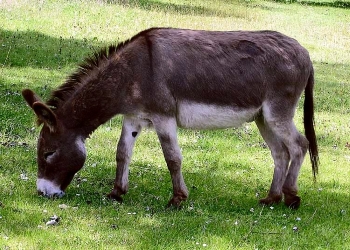 donkey ass (<i>Equus africanus asinus</i>)